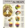 Anatomy of the Brain - Notebook Size
